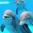 dolphin