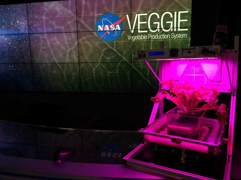 This is the vegetable production system that is on the ISS. Astronauts have grown leafy greens, vegetables, and of course grains. Rice, corn, and wheat alone make up over 60 percent of the world's food energy intake, but grains require processing before consumption. How can astronauts make use of the staple foods that they grow in space?